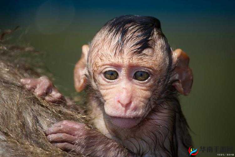 探索欧美又大又粗毛片多喷水的视觉盛宴：揭秘其背后的制作技术与文化影响