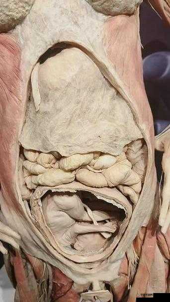 探索割下的女性器标本：医学研究与教育中的关键作用及其伦理考量