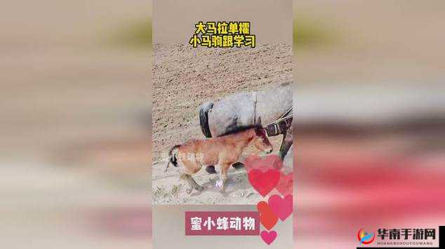 大马拉小马免费视频，你看过吗？