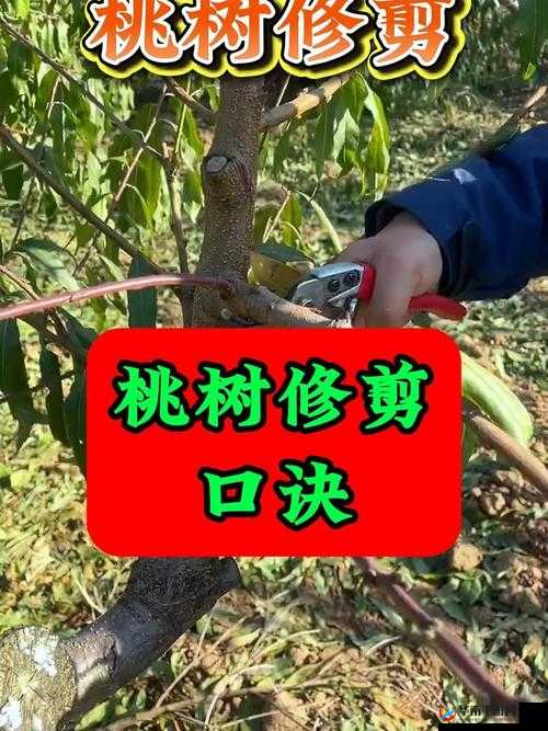 夏日小公园桃子移植技巧：如何成功移植并保持桃树的健康与繁茂？