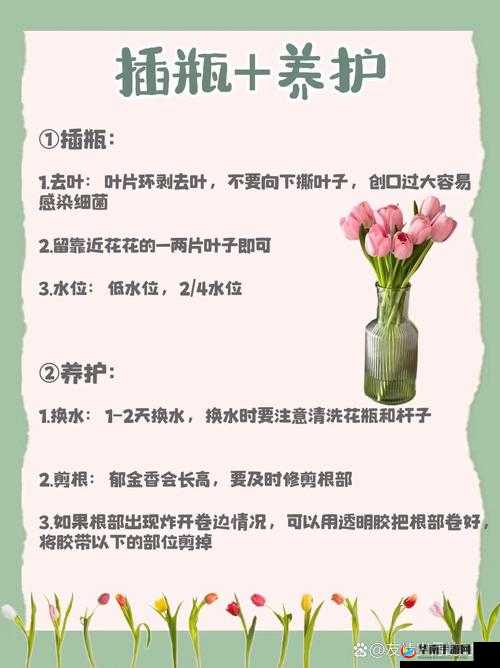 如何正确护理以挺进我的花苞,让花朵绽放更美丽?全面解析养护技巧