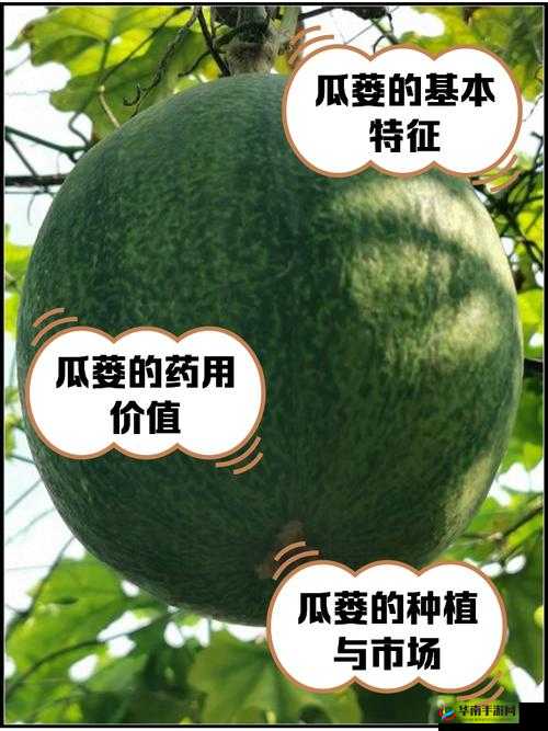 处苞是什么意思？处苞是什么梗？处苞和破瓜有什么关系？