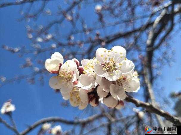 杏花5525tv是什么？带你了解杏花5525tv的独特魅力与相关信息