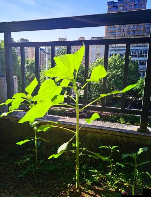 ：探索未知世界，从草莓到向日葵，再到丝瓜，你准备好了吗？