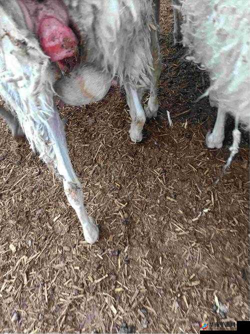 人能进入羊的水门吗？探索神秘入口背后的真相与传说