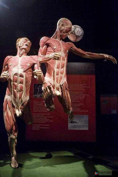 解剖帅气青年标本,背后隐藏着怎样的秘密与故事?深度揭秘令人震惊