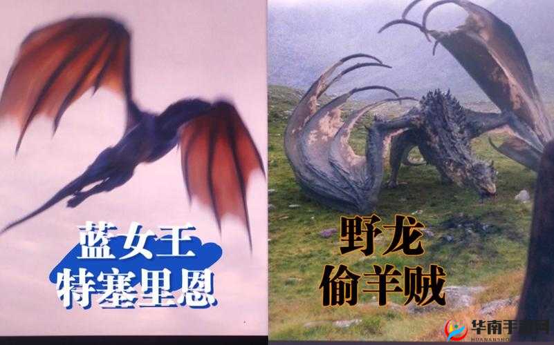 公主与巨龙：12 个巨龙为何团宠公主？探秘背后的精彩故事与原因