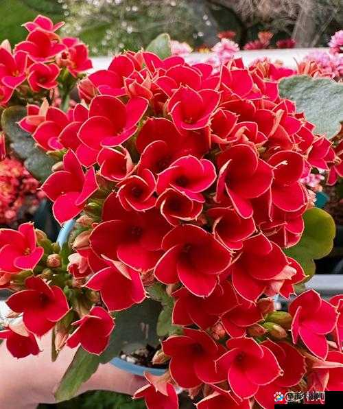 pansy 是什么花？中老年妈妈适合送什么花？