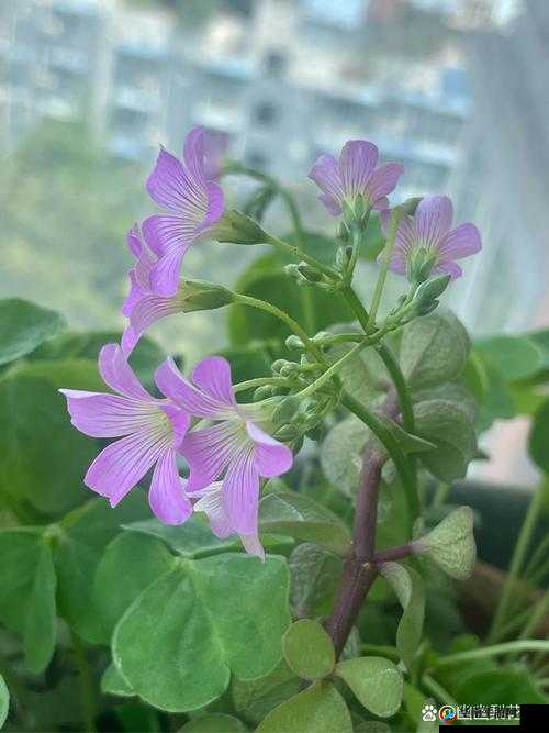 欢乐大星球怎么刷三叶草碎片 三叶草孢子好看吗