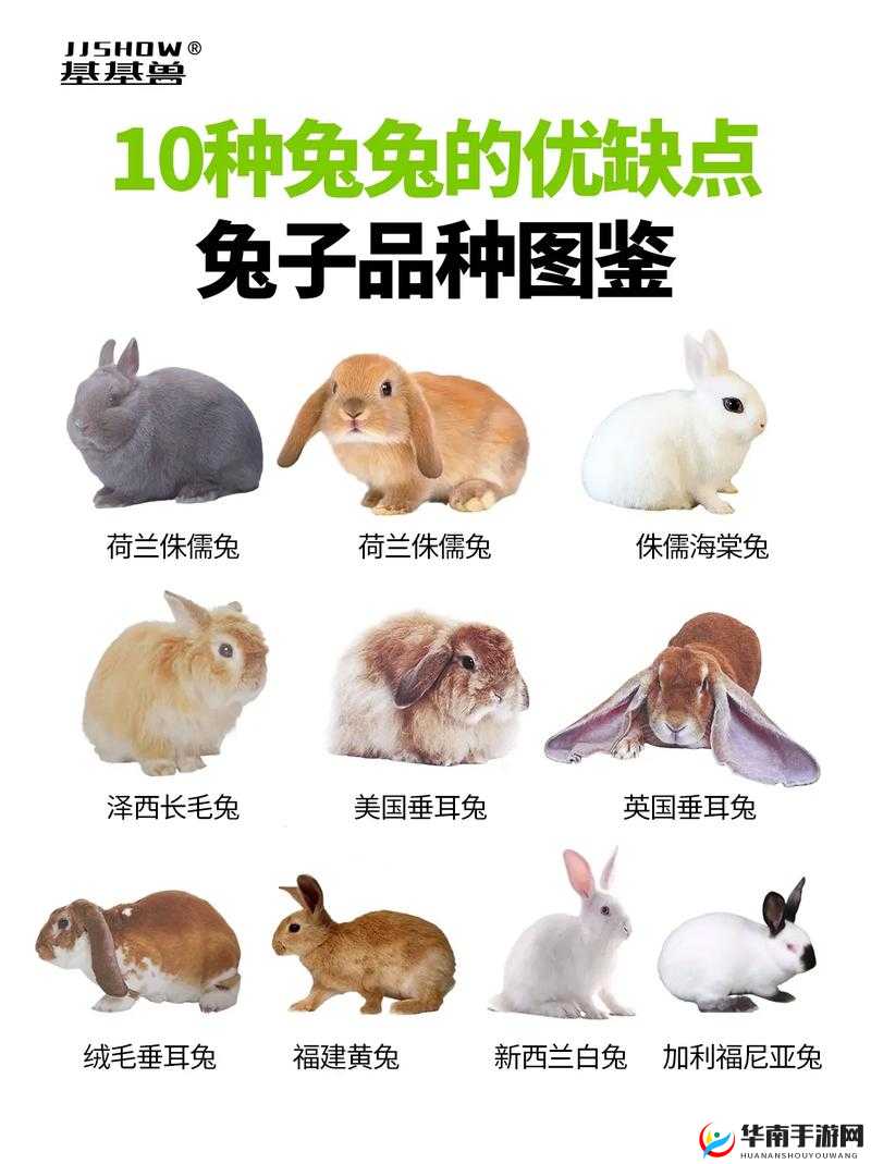 前期宠物解读，萌萌哒的兔子，有必要抓吗？