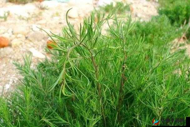 4阶最强植物推荐,全屏大招寸草不生