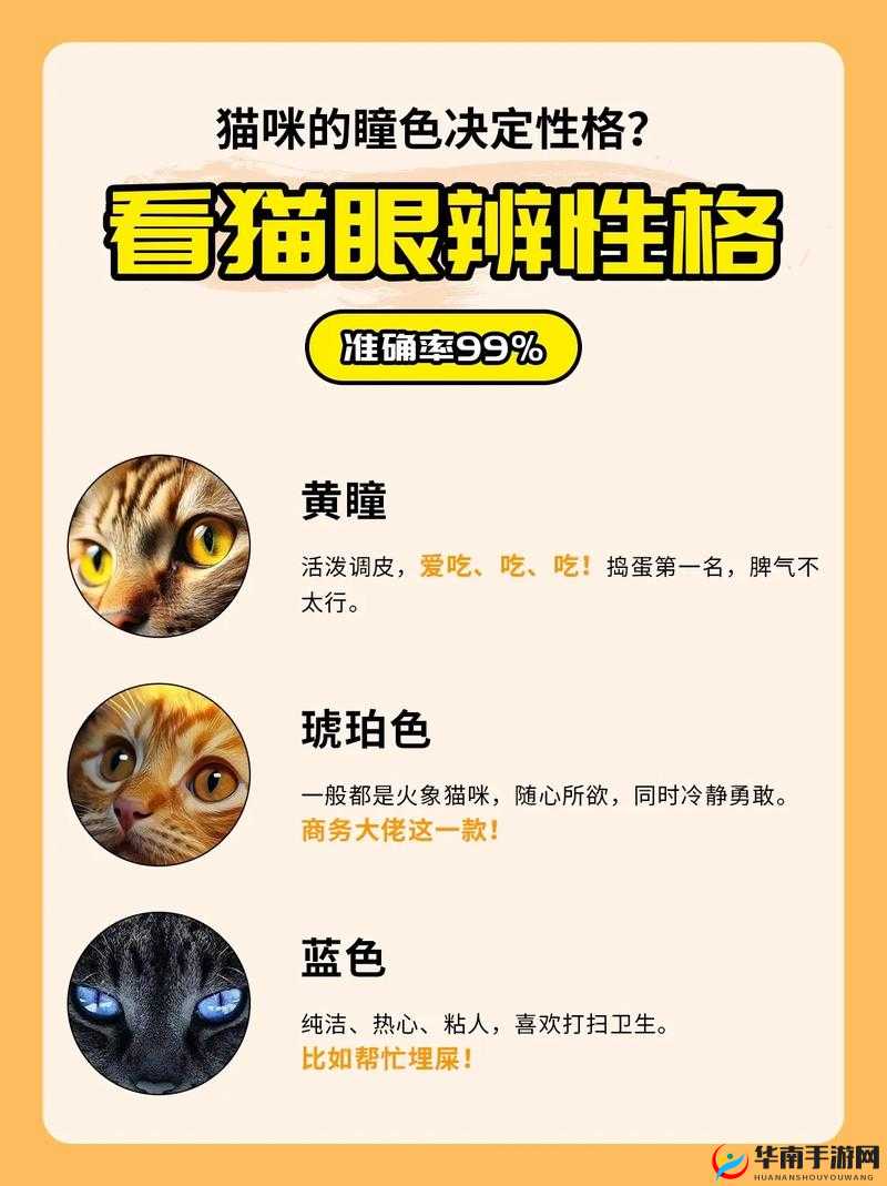 宠物性格究竟如何？一张神秘表格能否全面揭秘它们的内心世界？